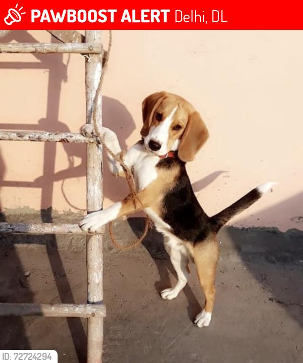 Lost Male Dog last seen Yamuna vihar, Delhi, DL 110053