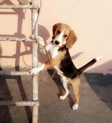 Lost Male Dog last seen Yamuna vihar, Delhi, DL 110053