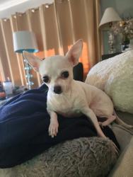 Lost Male Dog last seen Palm Beach Boulevard, Fort Myers, FL 33936