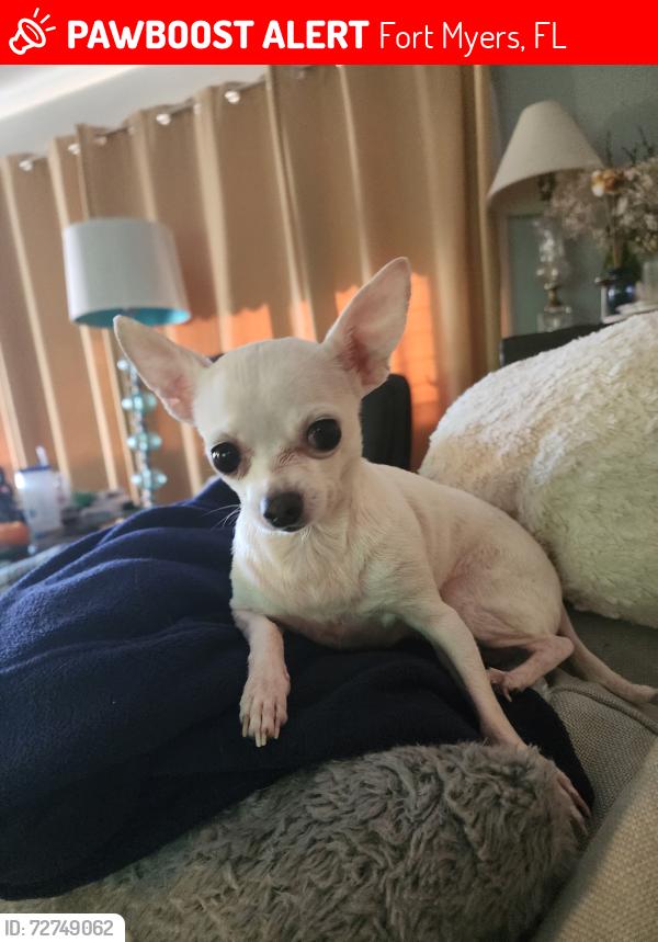 Lost Male Dog last seen Palm Beach Boulevard, Fort Myers, FL 33936