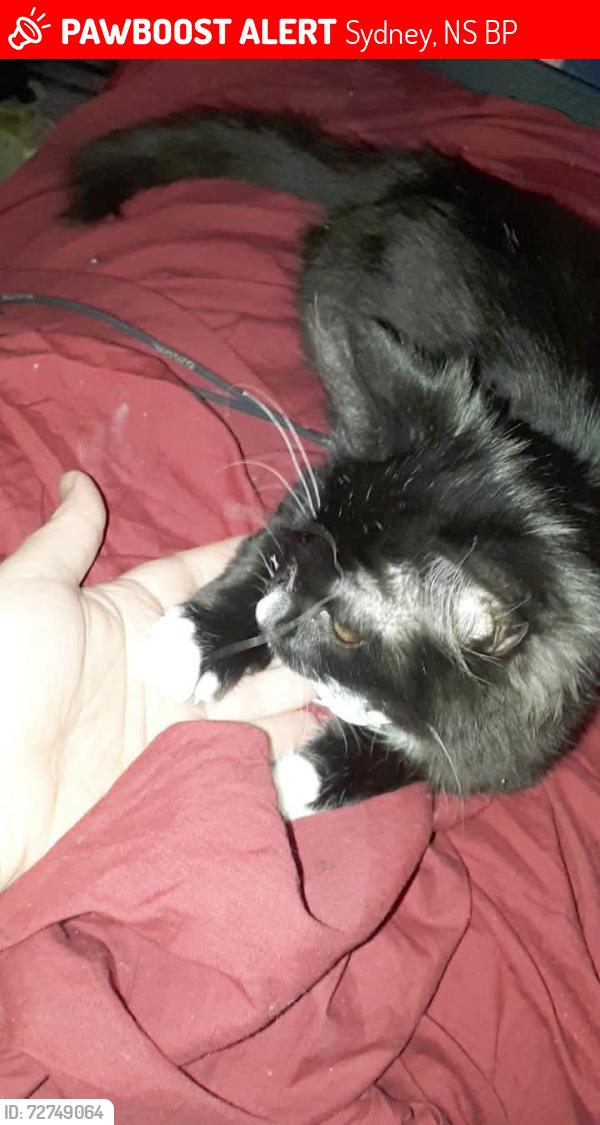 Lost Male Cat last seen Near b rockcliff cresent , Sydney, NS B1P