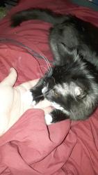 Lost Male Cat last seen Near b rockcliff cresent , Sydney, NS B1P