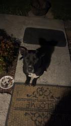 Found/Stray Unknown Dog last seen Carrollwood heights end before you get to packing hse rd in bloomingdale, Kingsport, TN 37660