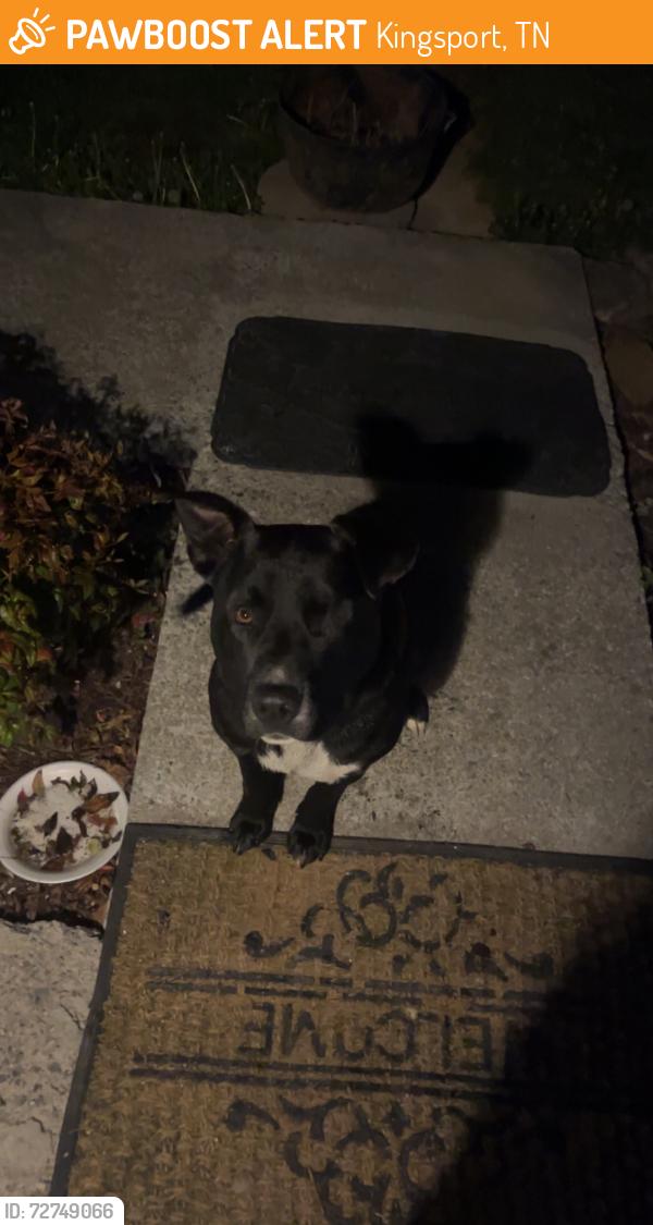 Found/Stray Unknown Dog last seen Carrollwood heights end before you get to packing hse rd in bloomingdale, Kingsport, TN 37660