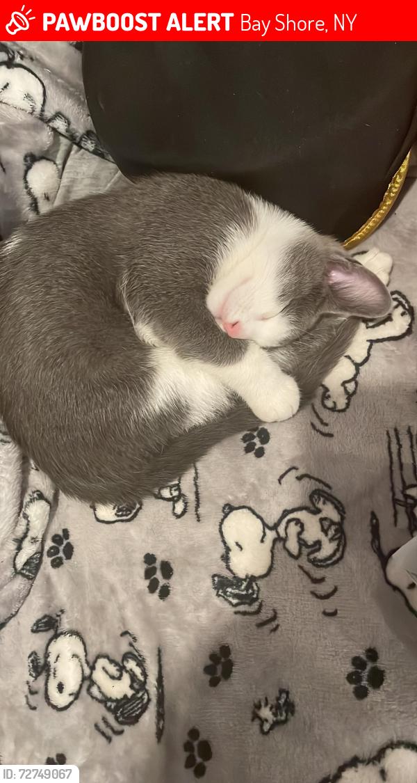 Lost Male Cat last seen Birch ave, Bay Shore, NY 11706