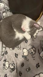 Lost Male Cat last seen Birch ave, Bay Shore, NY 11706