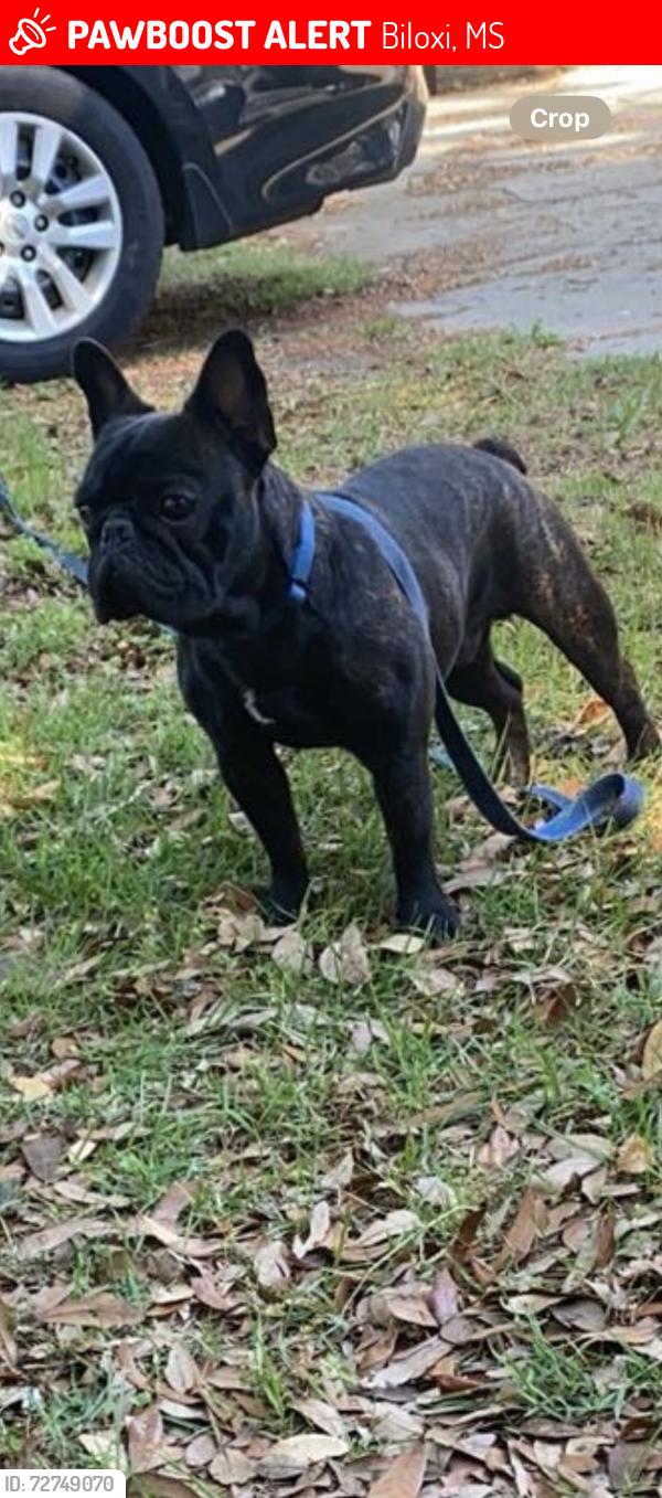 Lost Male Dog last seen Edgewater mall, Biloxi, MS 39531