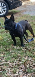 Lost Male Dog last seen Edgewater mall, Biloxi, MS 39531