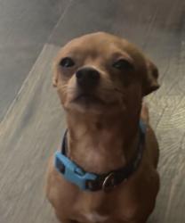 Lost Male Dog last seen School street , John L Patterson, central Ave W, bransford dr, , Springfield, TN 37172