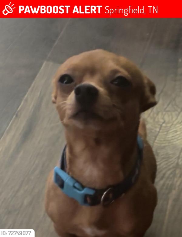 Lost Male Dog last seen School street , John L Patterson, central Ave W, bransford dr, , Springfield, TN 37172