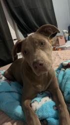 Lost Male Dog last seen Near Angelo Blvd , San Angelo, TX 76903