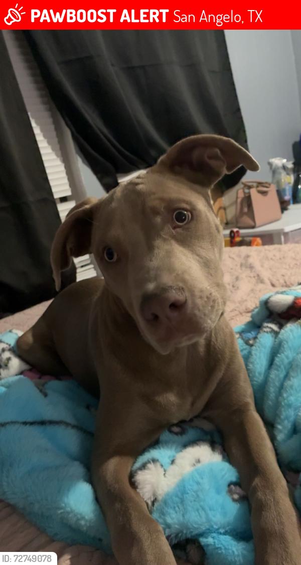 Lost Male Dog last seen Near Angelo Blvd , San Angelo, TX 76903
