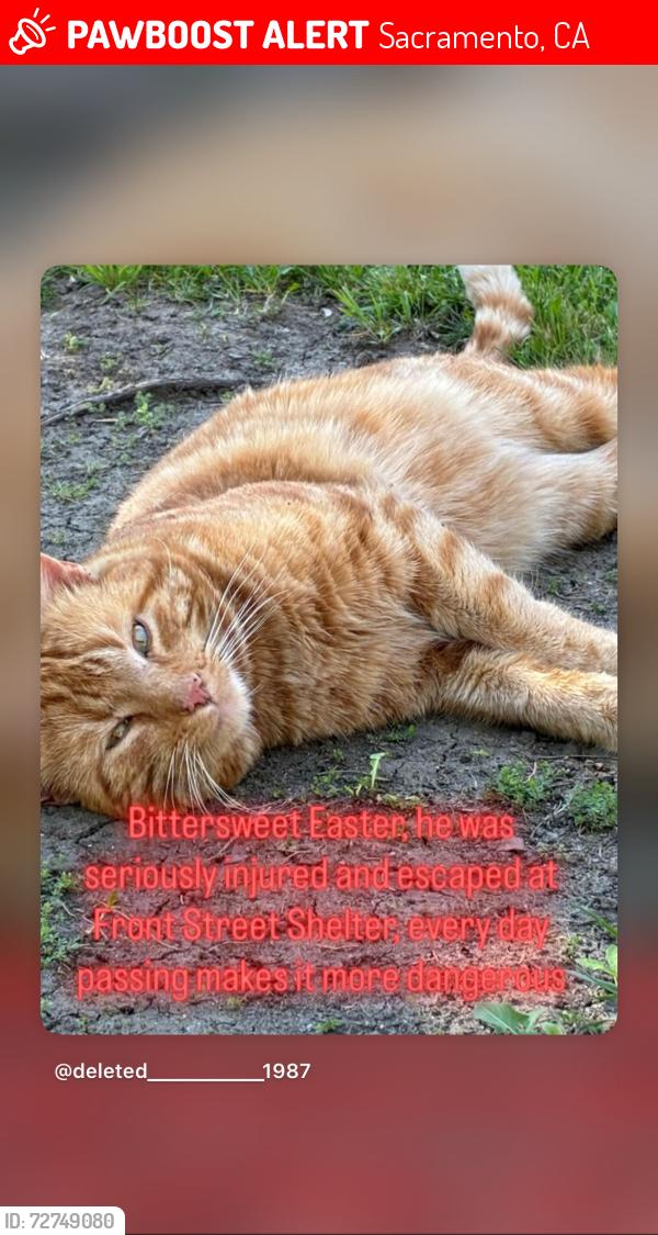 Lost Male Cat last seen Front Street Animal Shelter parking lot , Sacramento, CA 95814