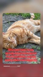 Lost Male Cat last seen Front Street Animal Shelter parking lot , Sacramento, CA 95814
