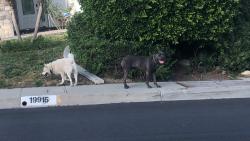Found/Stray Unknown Dog last seen Parker canyon rd, Walnut, CA 91789