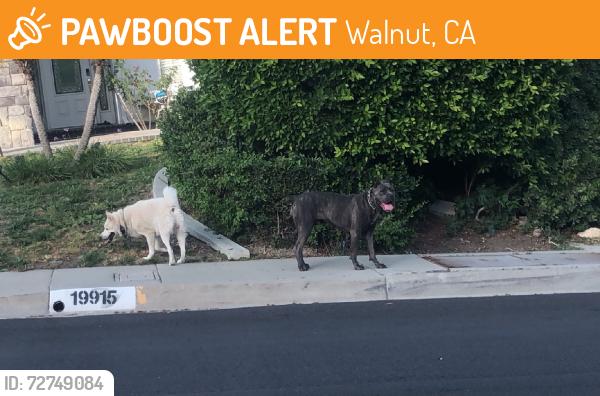 Found/Stray Unknown Dog last seen Parker canyon rd, Walnut, CA 91789