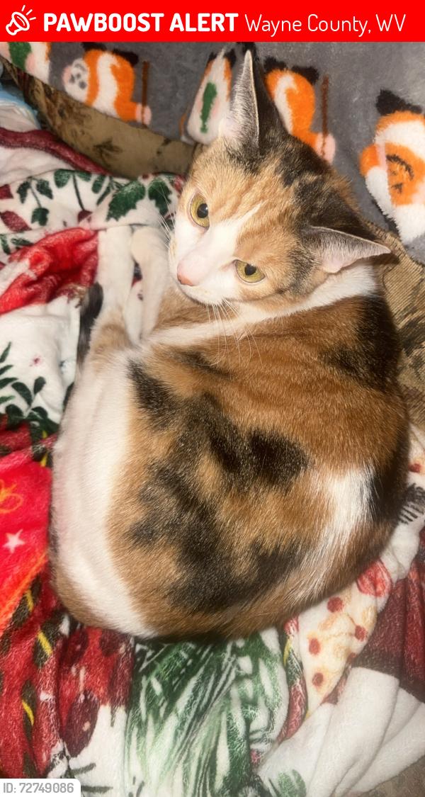 Lost Female Cat last seen Near rebel mart, Wayne County, WV 25669