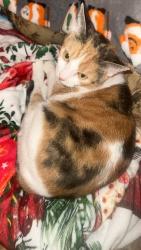 Lost Female Cat last seen Near rebel mart, Wayne County, WV 25669