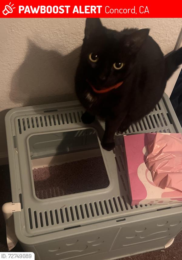 Lost Female Cat last seen Melody and treat , Concord, CA 94521
