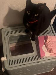 Lost Female Cat last seen Melody and treat , Concord, CA 94521