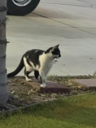 Lost Female Cat last seen Mountain ridge/ McKee, Bakersfield, CA 93313