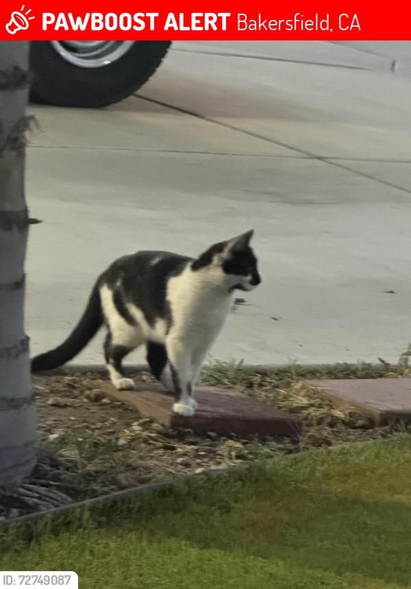 Lost Female Cat last seen Mountain ridge/ McKee, Bakersfield, CA 93313
