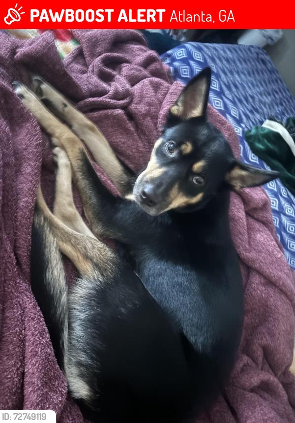 Lost Female Dog last seen Near Northwood dr , Atlanta, GA 30342