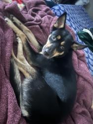 Lost Female Dog last seen Near Northwood dr , Atlanta, GA 30342