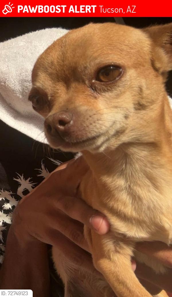 Lost Male Dog last seen La Cholla and Curtis, Tucson, AZ 85705