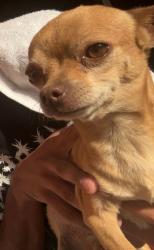 Lost Male Dog last seen La Cholla and Curtis, Tucson, AZ 85705