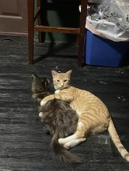 Lost Male Cat last seen Near Avenue 50 and Eldred St, Los Angeles, CA 90042