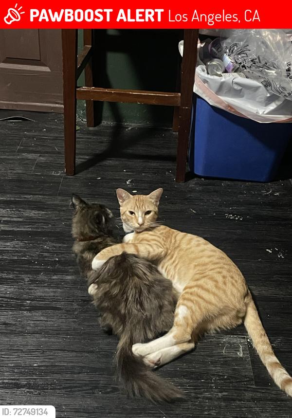 Lost Male Cat last seen Near Avenue 50 and Eldred St, Los Angeles, CA 90042