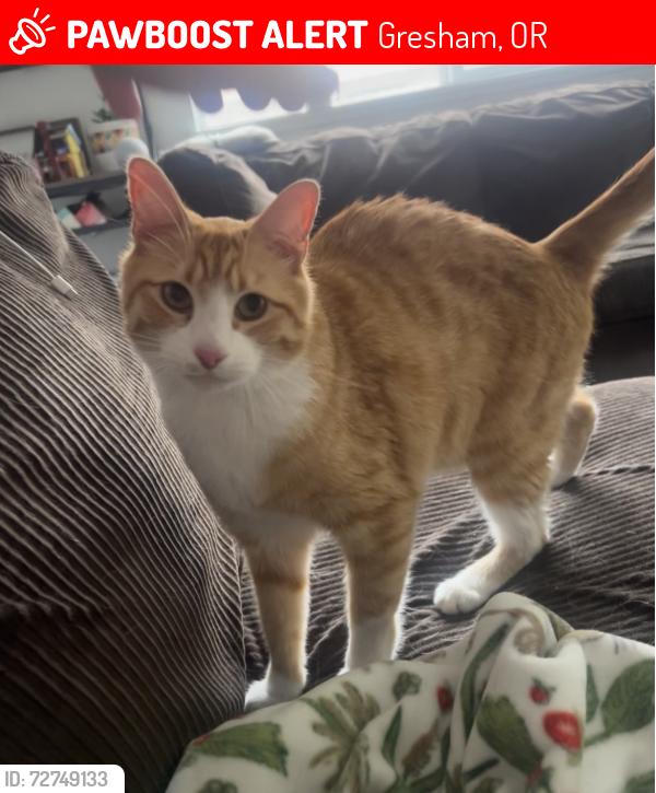 Lost Male Cat last seen Eastman Parkway, Powell , Gresham, OR 97080