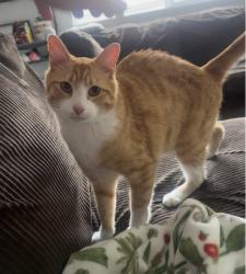 Lost Male Cat last seen Eastman Parkway, Powell , Gresham, OR 97080