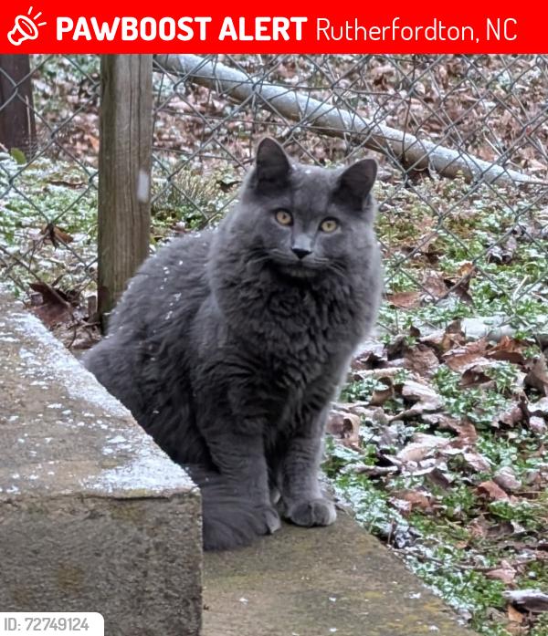Lost Male Cat last seen Corner of Baber Rd. and Union, Rd. , Rutherfordton, NC 28139