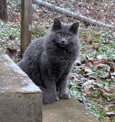 Lost Male Cat last seen Corner of Baber Rd. and Union, Rd. , Rutherfordton, NC 28139