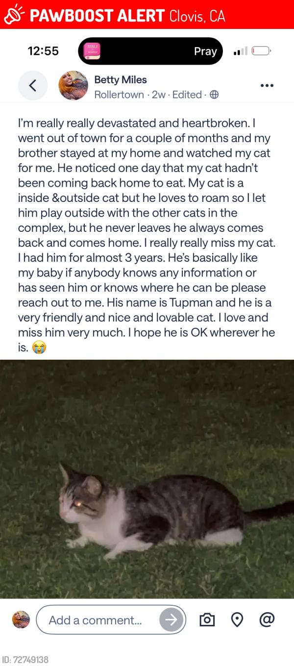 Lost Male Cat last seen Peach and Gettysburg, Clovis, CA 93612