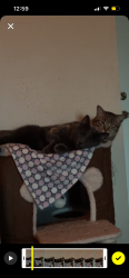 Lost Female Cat last seen 90th&Stone ave , Seattle, WA 98103