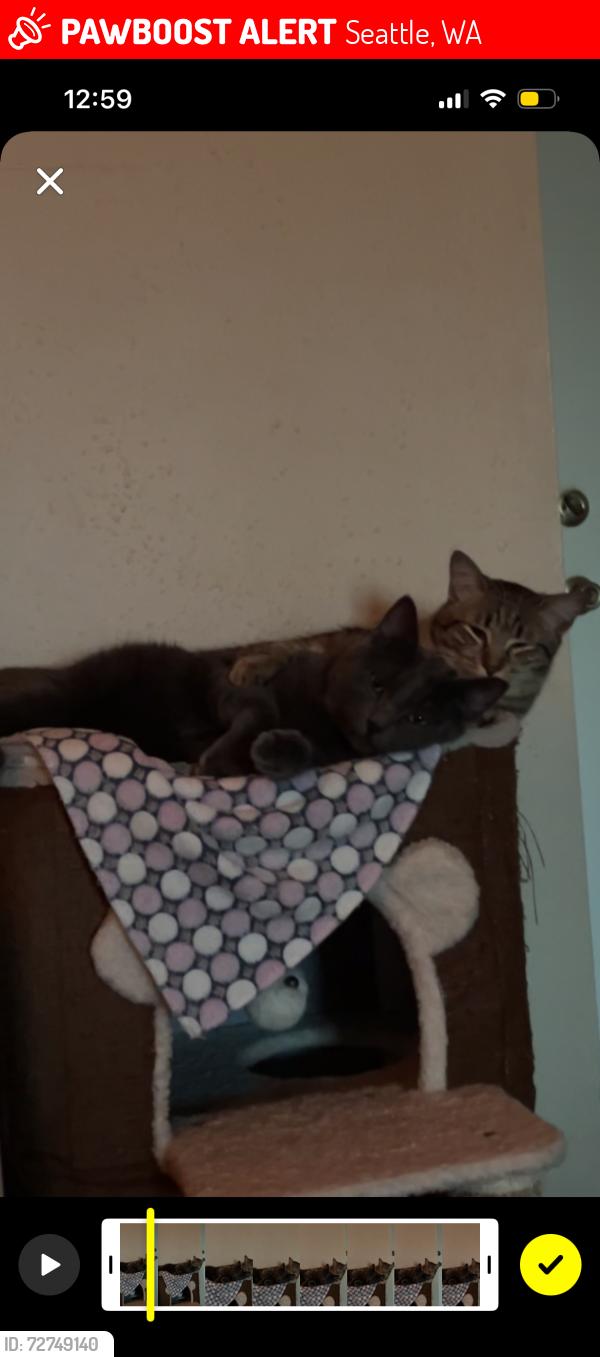 Lost Female Cat last seen 90th&Stone ave , Seattle, WA 98103