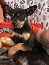 Lost Female Dog last seen Coors and st. Joesph’s , Albuquerque, NM 87120