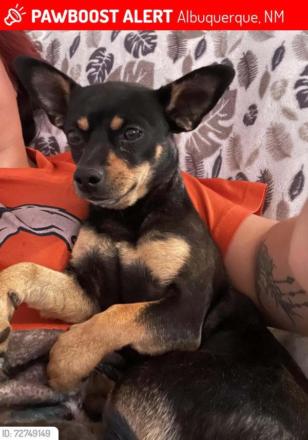 Lost Female Dog last seen Coors and st. Joesph’s , Albuquerque, NM 87120