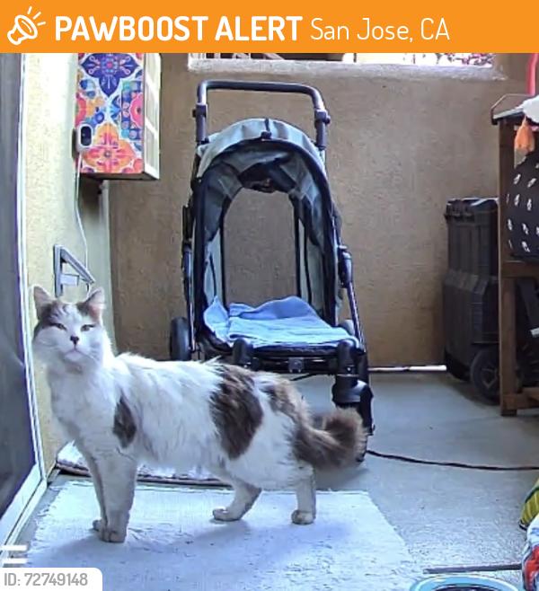 Found/Stray Unknown Cat last seen Snell and Capitol, San Jose, CA 95136