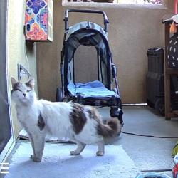 Found/Stray Unknown Cat last seen Snell and Capitol, San Jose, CA 95136
