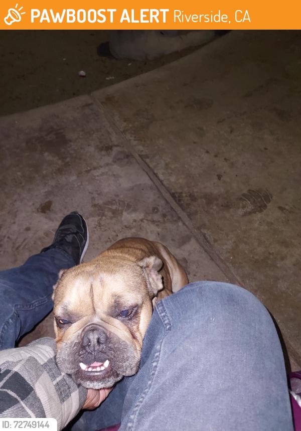 Found/Stray Female Dog last seen Fairmount Park tennis court area , Riverside, CA 92501