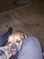 Found/Stray Female Dog last seen Fairmount Park tennis court area , Riverside, CA 92501