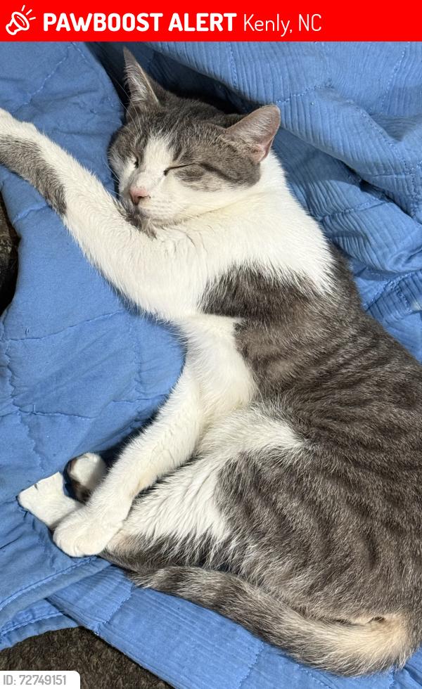 Lost Female Cat last seen Foxfield Run , HWY 42 E, Kenly, NC 27542