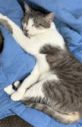 Lost Female Cat last seen Foxfield Run , HWY 42 E, Kenly, NC 27542