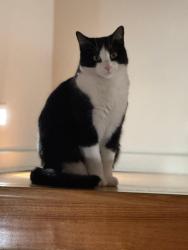 Lost Male Cat last seen Wonga Place Gowanbrae, Gowanbrae, VIC 3043