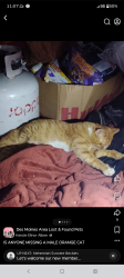 Lost Male Cat last seen Across the street from the dot , Des Moines, IA 50310