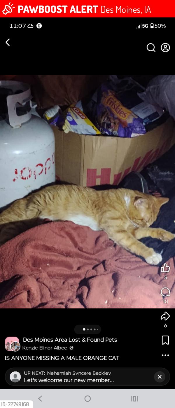 Lost Male Cat last seen Across the street from the dot , Des Moines, IA 50310